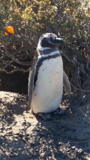 Pingüino en Punta Tombo