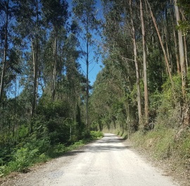 Carretera entre árboles hacia la playa del Sable, ría de Tina Menor, Cantabria